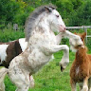 Meet your Posher, Rose